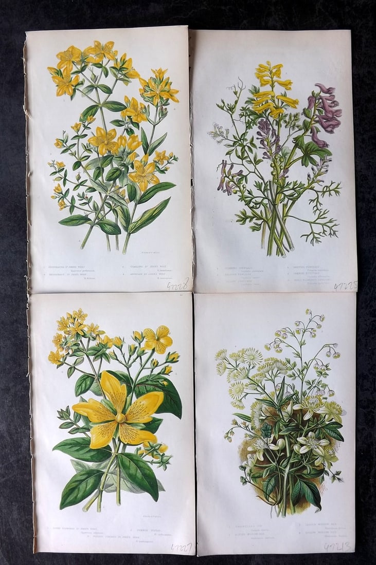 Pratt, Anne 1855 Lot of 4 Antique Botanical Prints. First Edition: Colour Printed Woodblocks Published 1855, London for "The Flowering Plants and Ferns of Great Britain" First Edition by Anne Pratt. Paper Size: 8.5 x 5.5 inch (22 x 14cm) Good Condition
