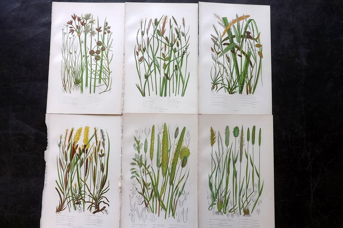 Pratt, Anne 1899 Lot of 6 Antique Botanical Prints: Chromolithographs Published 1899, London for "The Flowering Plants and Ferns of Great Britain" by Anne Pratt. Paper Size: 9.5 x 6 inch (24 x 16cm) Good Condition