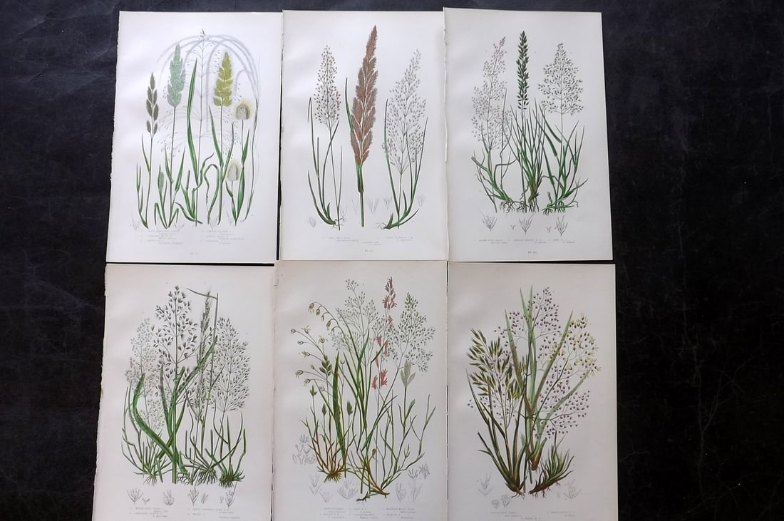 Pratt, Anne 1899 Lot of 6 Antique Botanical Prints: Chromolithographs Published 1899, London for "The Flowering Plants and Ferns of Great Britain" by Anne Pratt. Paper Size: 9.5 x 6 inch (24 x 16cm) Good Condition