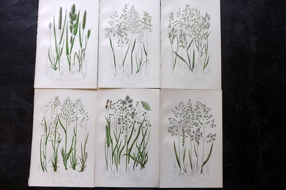 Pratt, Anne 1899 Lot of 6 Antique Botanical Prints: Chromolithographs Published 1899, London for "The Flowering Plants and Ferns of Great Britain" by Anne Pratt. Paper Size: 9.5 x 6 inch (24 x 16cm) Good Condition