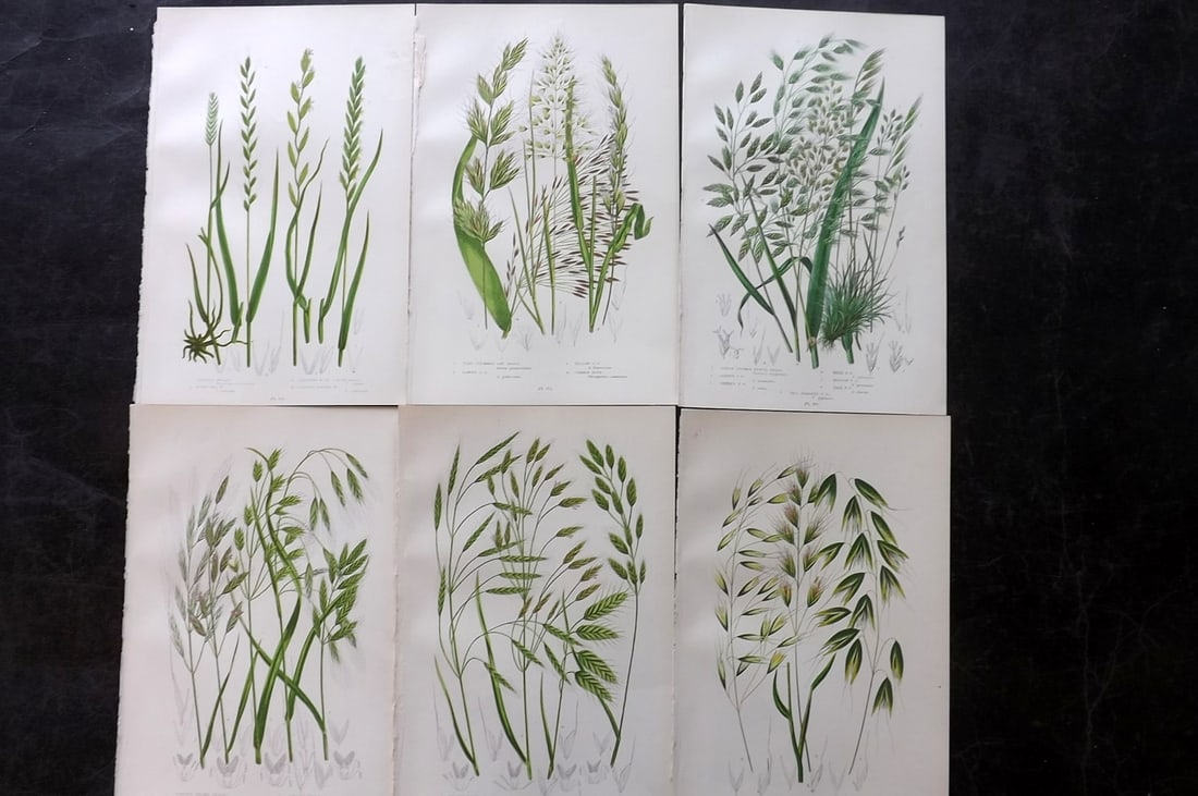 Pratt, Anne 1899 Lot of 6 Antique Botanical Prints: Chromolithographs Published 1899, London for "The Flowering Plants and Ferns of Great Britain" by Anne Pratt. Paper Size: 9.5 x 6 inch (24 x 16cm) Good Condition