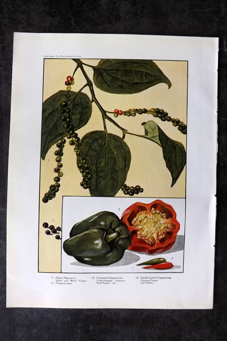 Ward, Artemas 1923 Antique Fruit Print. Peppers: Offset Lithograph Published 1923, New York for "The Encyclopedia of Food" by Artemas Ward. Paper Size: 10.5 x 7.5 inch (27 x 19cm) Good Condition