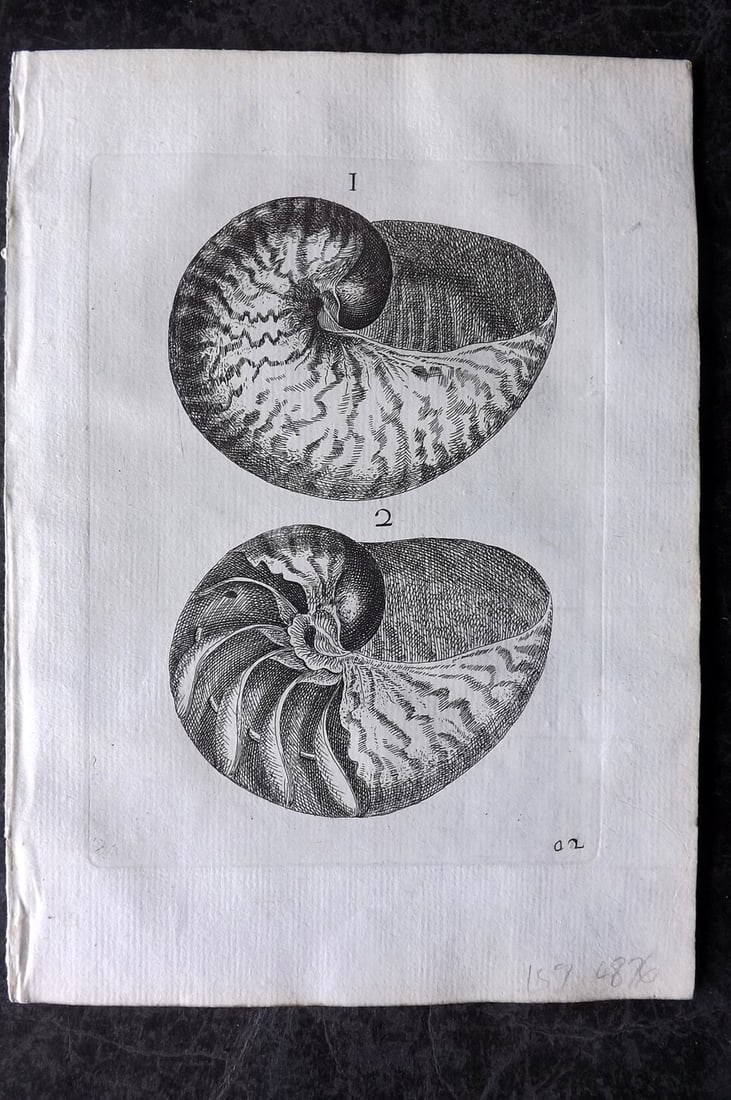 Buonanni, Filippo 1684 Rare Antique Shell Print 1-2 (1 of 1)