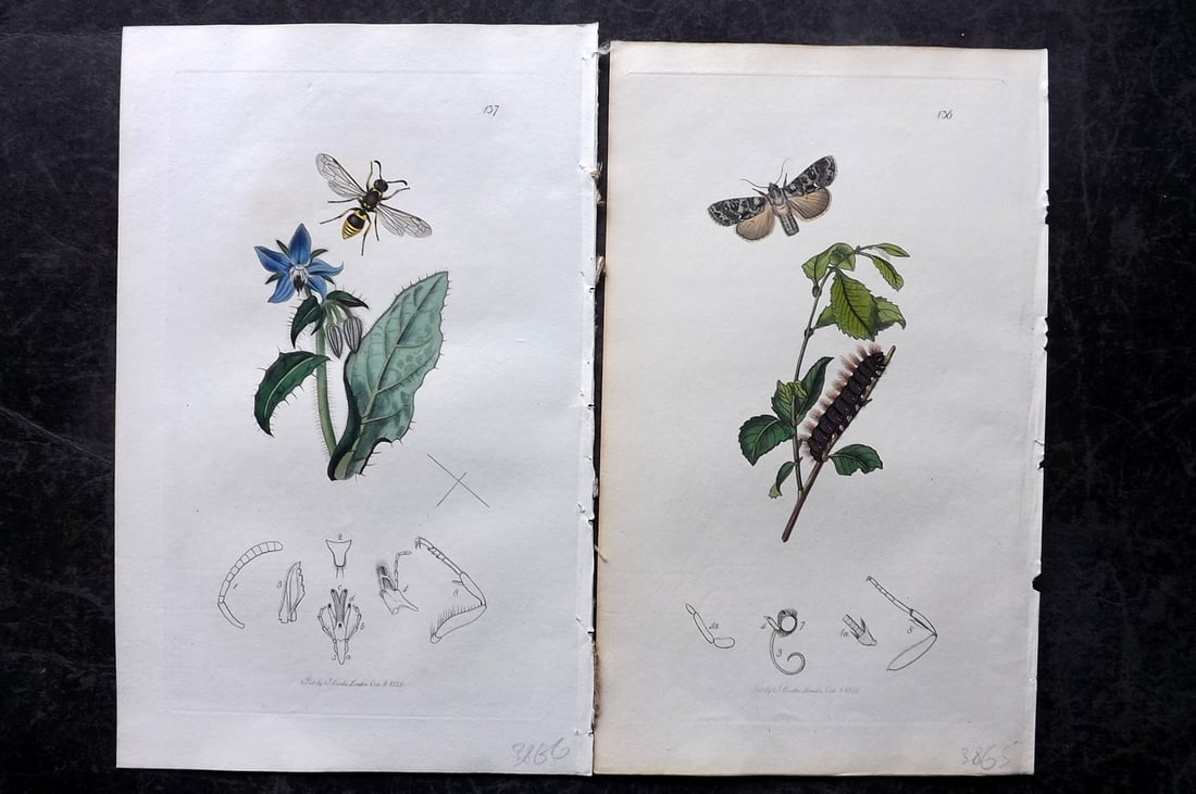 Curtis, John 1826 Pair of HCol Insect Botanical Prints, First Edition: Hand Colored Etchings Published 1823-39, London for "British Entomology: Being Illustrations and Descriptions of the Genera of Insects found in Great Britain and Ireland" First Edition by John Curtis.