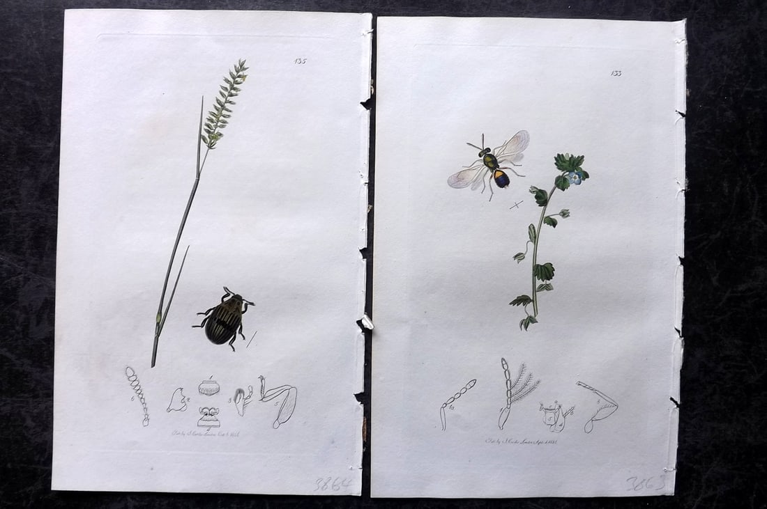 Curtis, John 1826 Pair of HCol Insect Botanical Prints, First Edition: Hand Colored Etchings Published 1823-39, London for "British Entomology: Being Illustrations and Descriptions of the Genera of Insects found in Great Britain and Ireland" First Edition by John Curtis.