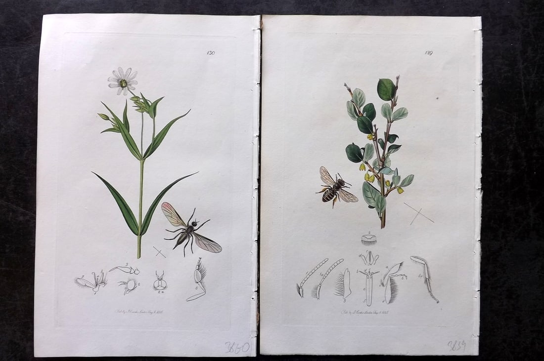 Curtis, John 1826 Pair of HCol Insect Botanical Prints, First Edition: Hand Colored Etchings Published 1823-39, London for "British Entomology: Being Illustrations and Descriptions of the Genera of Insects found in Great Britain and Ireland" First Edition by John Curtis.
