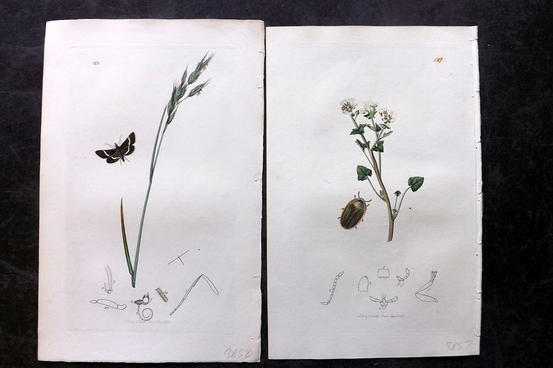 Curtis, John 1826 Pair of HCol Insect Botanical Prints, First Edition: Hand Colored Etchings Published 1823-39, London for "British Entomology: Being Illustrations and Descriptions of the Genera of Insects found in Great Britain and Ireland" First Edition by John Curtis.