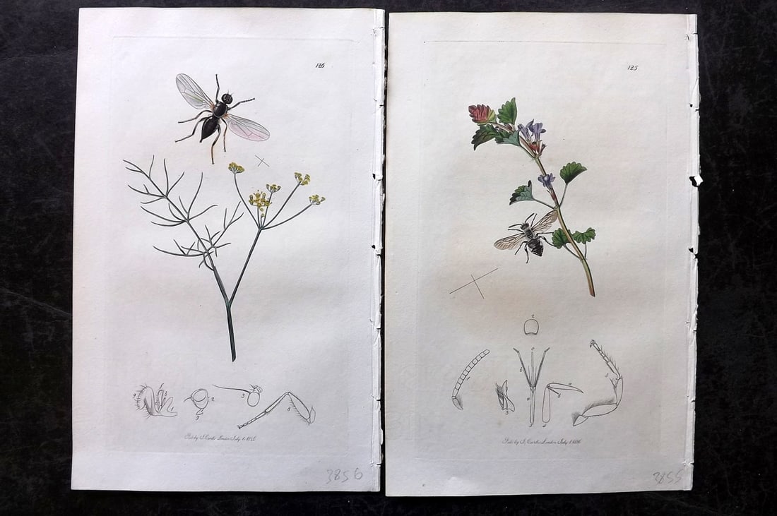 Curtis, John 1826 Pair of HCol Insect Botanical Prints, First Edition: Hand Colored Etchings Published 1823-39, London for "British Entomology: Being Illustrations and Descriptions of the Genera of Insects found in Great Britain and Ireland" First Edition by John Curtis.