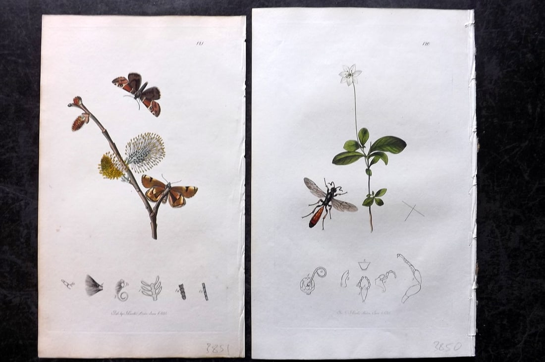 Curtis, John 1826 Pair of HCol Insect Botanical Prints, First Edition (1 of 2)