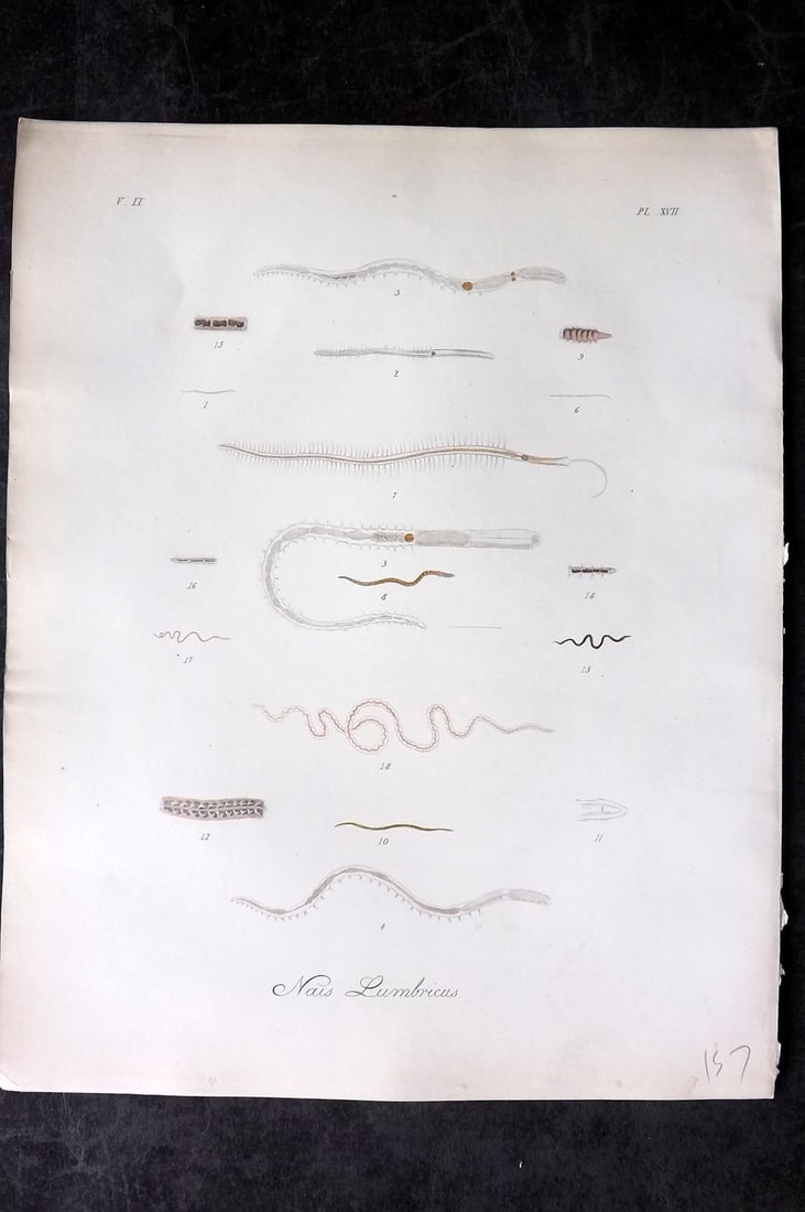 Dalyell. John 1853 Scarce Hand Col Sea Life Print. Nais Lumbricus 17: Hand Colored Etching Published 1851-58, London for "The Powers of the Creator displayed in the Creation..." by Sir John Graham Dalyell. Paper Size: 11 x 8.5 inch (28 x 22cm) Good Condition