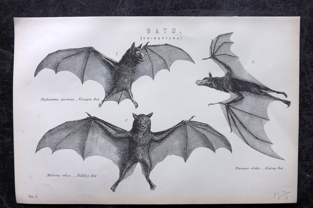 National Encyclopedia 1891 Antique Print. Bats (1 of 1)