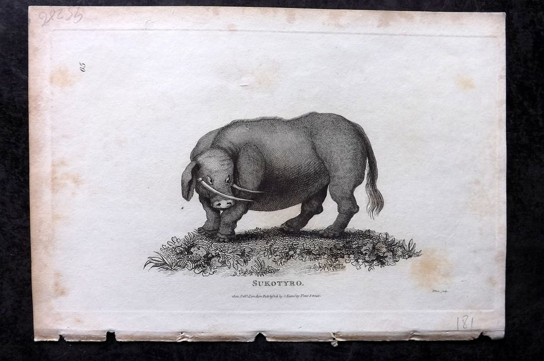 Shaw, George 1800 Print. Sukotyro - Mythical Animal: Copper Plate Published 1800-26 by G.Kearsley, London for "General Zoology or Systematic Natural History" George Shaw. Paper Size: 9 x 6 inch (23 x 15cm) Minor margin toning, otherwise Good Condition
