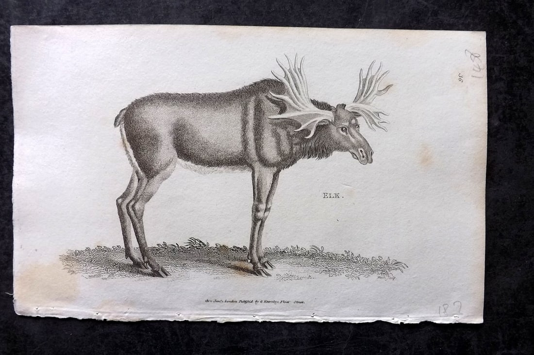 Shaw, George 1809 Antique Print. Elk: Copper Plate Published 1809 by G.Kearsley, London for "Zoological Lectures..." by George Shaw. Paper Size: 8.5 x 5.5 inch (22 x 14cm) Good Condition