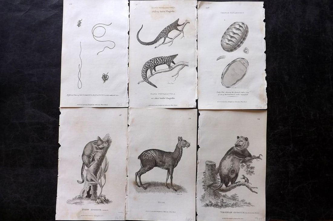 Shaw, George 1809 Lot of 6 Natural History Prints: Copper Plate Published 1809 by G.Kearsley, London for "Zoological Lectures..." by George Shaw. Paper Size: 8.5 x 5.5 inch (22 x 14cm) Minor toning in parts, otherwise Good Condition