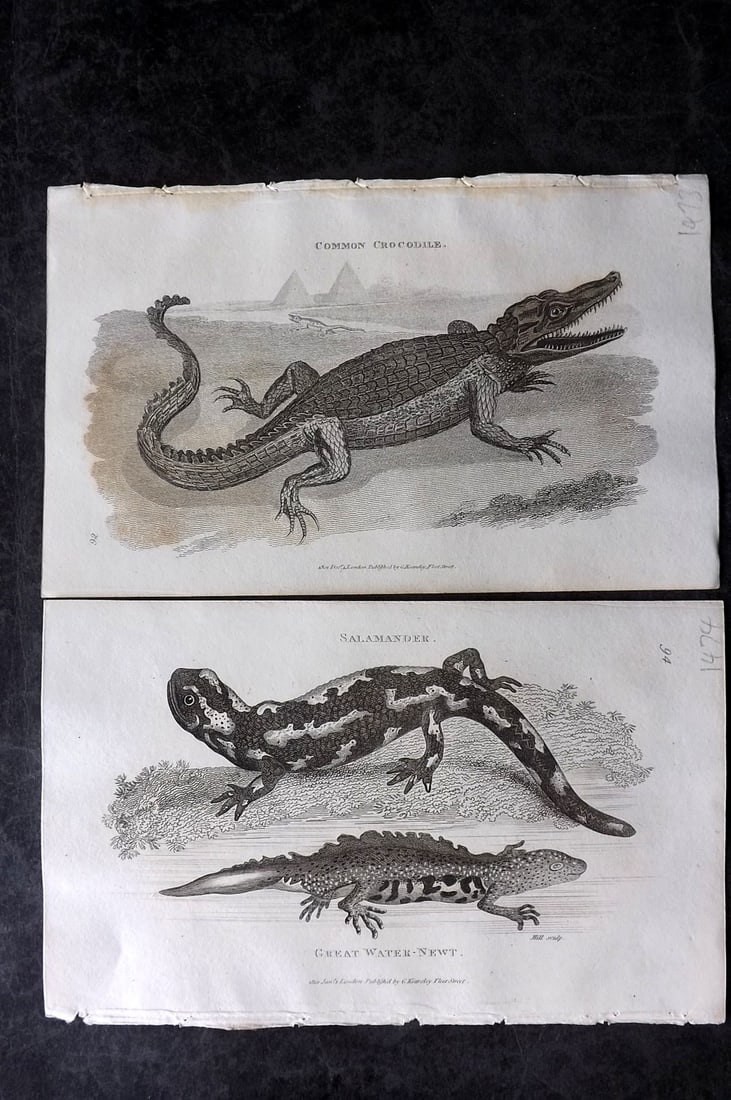 Shaw, George 1809 Pair of Prints. Crocodile & Salamander: Copper Plate Published 1809 by G.Kearsley, London for "Zoological Lectures..." by George Shaw. Paper Size: 8.5 x 5.5 inch (22 x 14cm) Very minor toning to the Crocodile. Good Condition