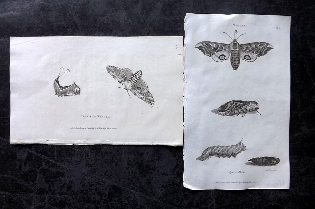 Shaw, George 1809 Pair of Prints. Moths: Copper Plate Published 1809 by G.Kearsley, London for "Zoological Lectures..." by George Shaw. Paper Size: 8.5 x 5.5 inch (22 x 14cm) Good Condition