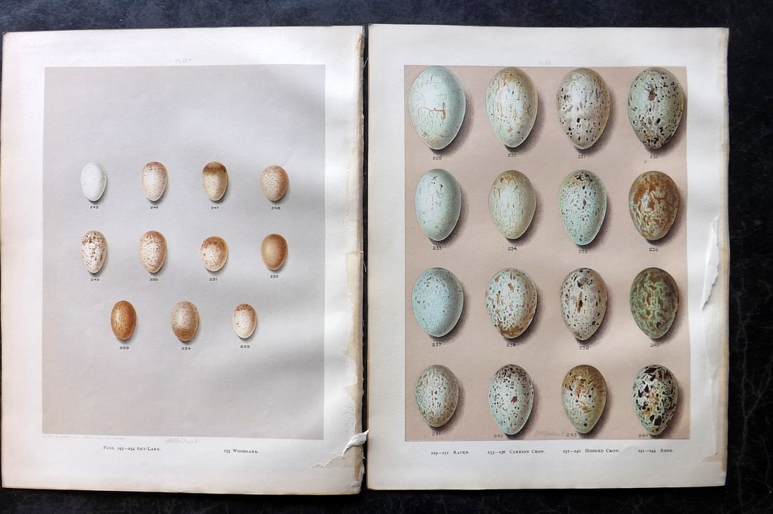 Butler & Frohawk 1908 Pair of Bird Egg Prints: Chromolithographs Published 1907-08, London for "Birds of Great Britain and Ireland..." by Arthur G. Butler. Illustrated by H. Gronvold & F. W. Frohawk. Paper Size: 11.5 x 9 inch (29 x 23cm) Good Cond