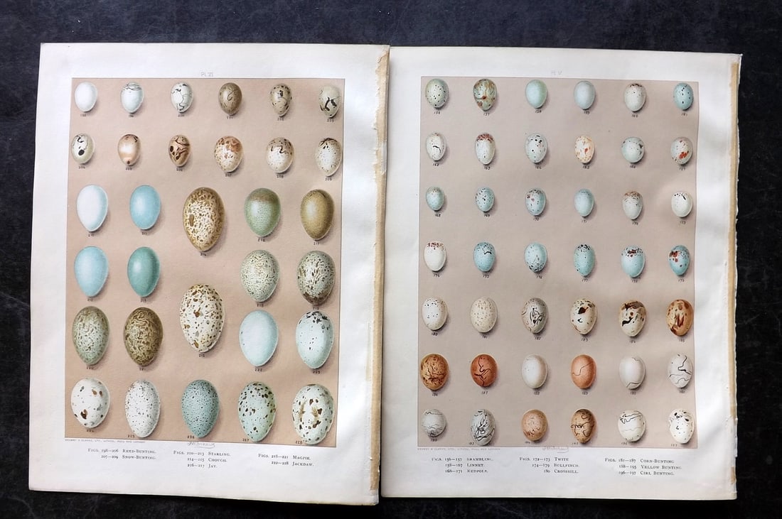 Butler & Frohawk 1908 Pair of Bird Egg Prints: Chromolithographs Published 1907-08, London for "Birds of Great Britain and Ireland..." by Arthur G. Butler. Illustrated by H. Gronvold & F. W. Frohawk. Paper Size: 11.5 x 9 inch (29 x 23cm) Good Cond