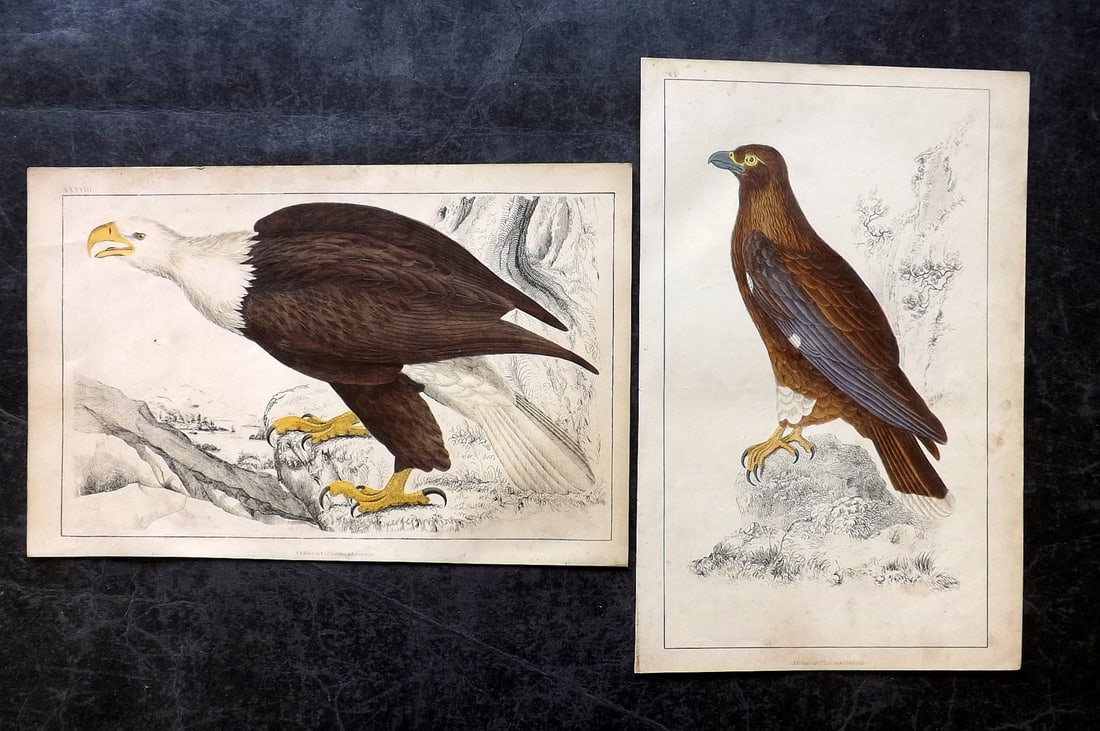Goldsmith, Oliver C1850 Pair HC Bird Prints. White Headed Eagle, New Zealand Caracara (1 of 2)