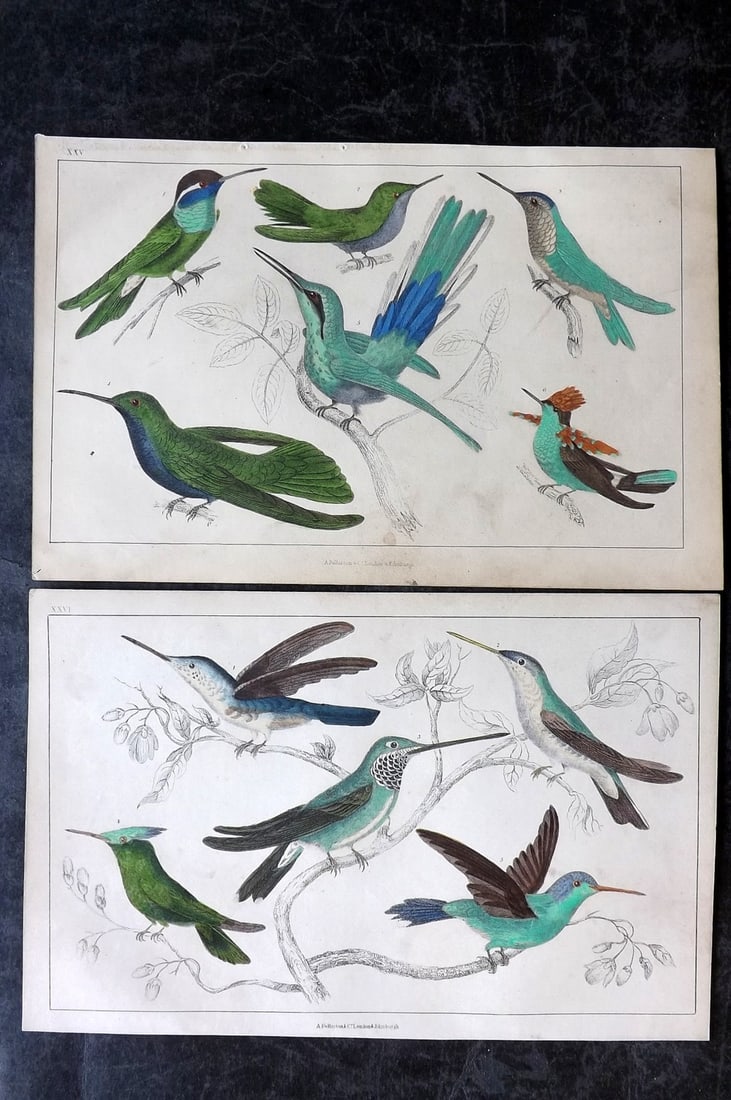 Goldsmith, Oliver C1850 Pair of Hand Col Bird Prints. Hummingbirds (1 of 2)