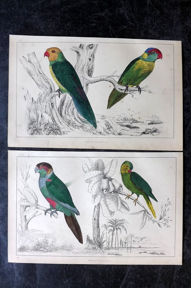 Goldsmith, Oliver C1850 Pair of Hand Col Bird Prints. Parrot Parrakeet (1 of 2)