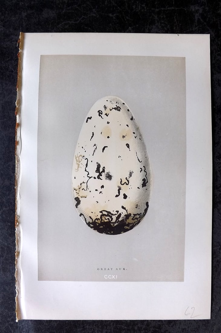 Morris, Francis 1892 Bird Egg Print. Extinct Great Auk: Woodblocks Published 1892, London for "A Natural History of the Nests and Eggs of British Birds" By the Rev. Francis Orpen Morris, printed Benjamin Fawcett. Paper Size: 10 x 6.5 inch (25 x 17cm) Good 