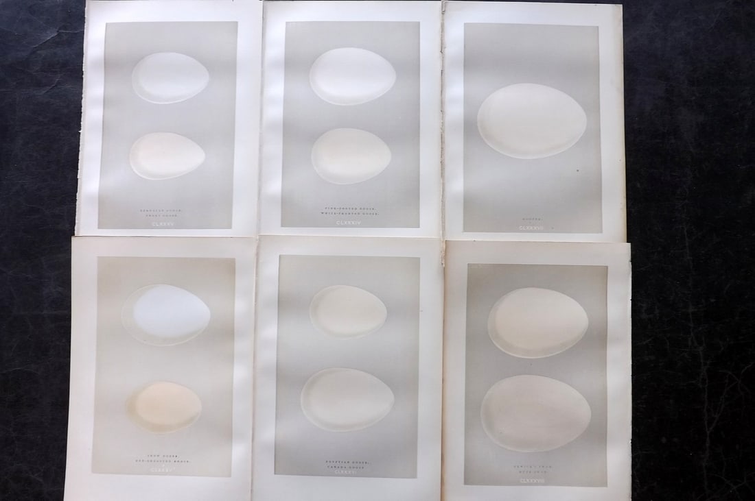 Morris, Francis 1892 Lot of 6 Antique Bird Egg Prints: Woodblocks Published 1892, London for "A Natural History of the Nests and Eggs of British Birds" By the Rev. Francis Orpen Morris, printed Benjamin Fawcett. Paper Size: 10 x 6.5 inch (25 x 17cm) Good 