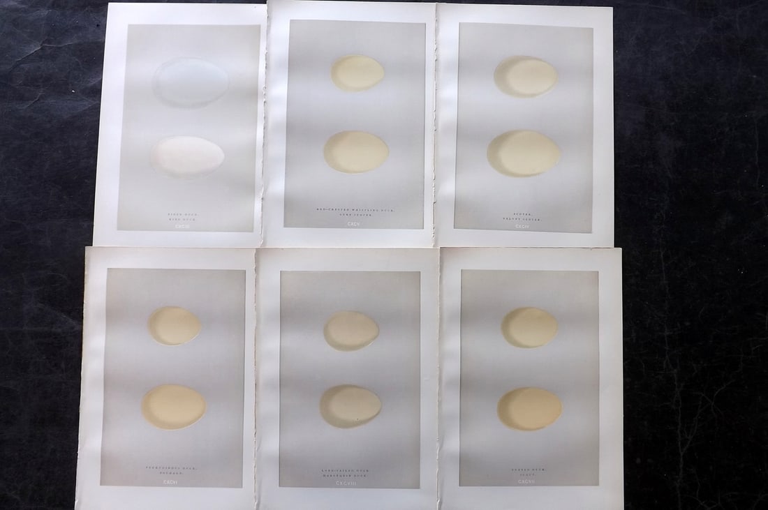 Morris, Francis 1892 Lot of 6 Antique Bird Egg Prints: Woodblocks Published 1892, London for "A Natural History of the Nests and Eggs of British Birds" By the Rev. Francis Orpen Morris, printed Benjamin Fawcett. Paper Size: 10 x 6.5 inch (25 x 17cm) Good 