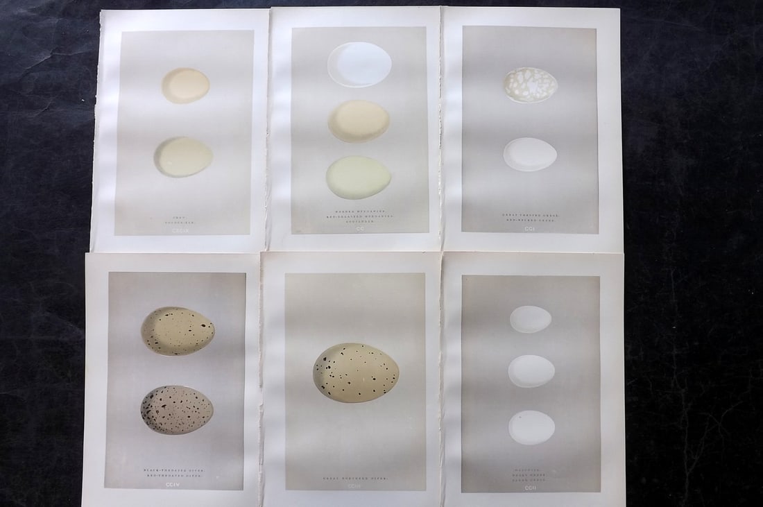 Morris, Francis 1892 Lot of 6 Antique Bird Egg Prints: Woodblocks Published 1892, London for "A Natural History of the Nests and Eggs of British Birds" By the Rev. Francis Orpen Morris, printed Benjamin Fawcett. Paper Size: 10 x 6.5 inch (25 x 17cm) Good 