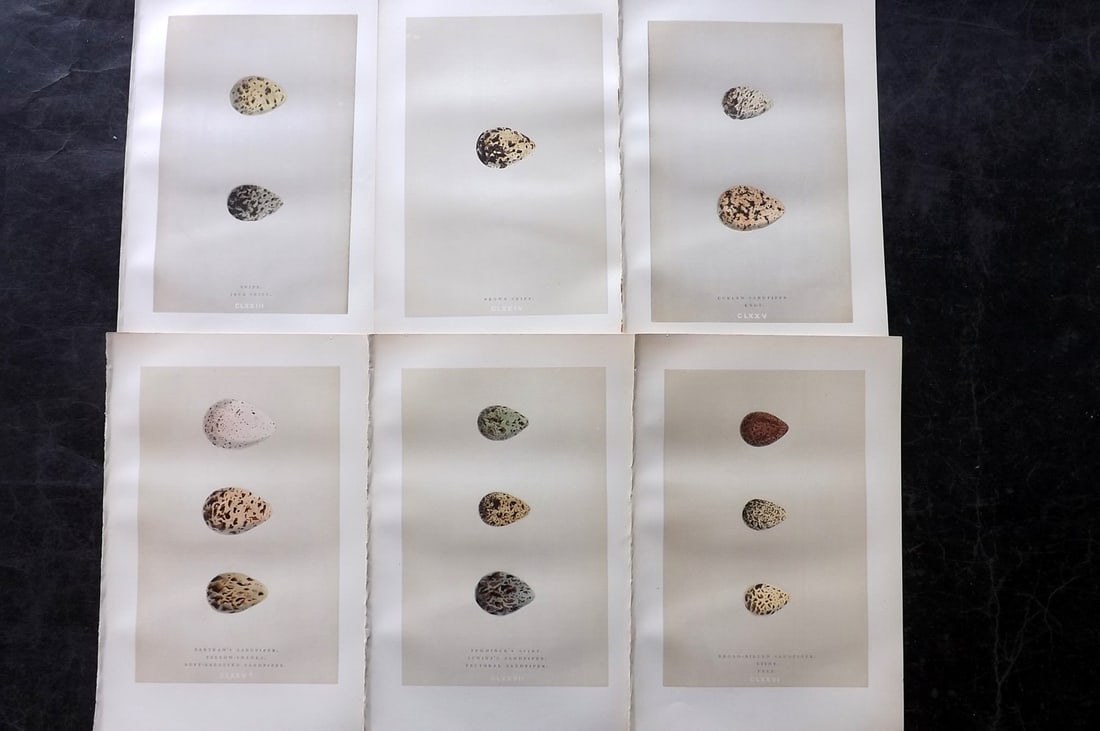 Morris, Francis 1892 Lot of 6 Antique Bird Egg Prints: Woodblocks Published 1892, London for "A Natural History of the Nests and Eggs of British Birds" By the Rev. Francis Orpen Morris, printed Benjamin Fawcett. Paper Size: 10 x 6.5 inch (25 x 17cm) Good 