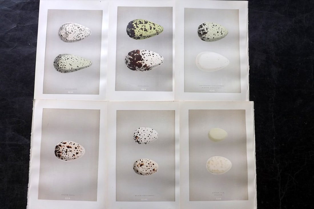 Morris, Francis 1892 Lot of 6 Antique Bird Egg Prints: Woodblocks Published 1892, London for "A Natural History of the Nests and Eggs of British Birds" By the Rev. Francis Orpen Morris, printed Benjamin Fawcett. Paper Size: 10 x 6.5 inch (25 x 17cm) Good 