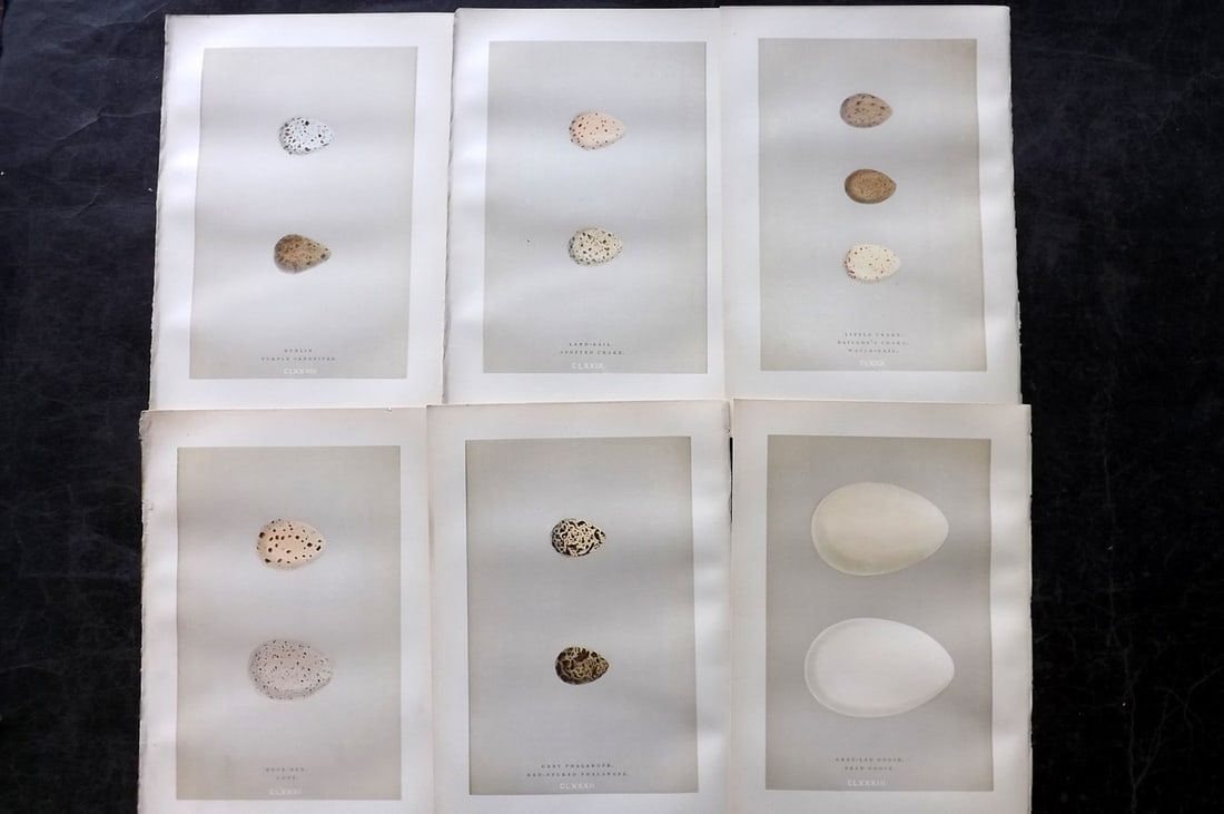 Morris, Francis 1892 Lot of 6 Antique Bird Egg Prints: Woodblocks Published 1892, London for "A Natural History of the Nests and Eggs of British Birds" By the Rev. Francis Orpen Morris, printed Benjamin Fawcett. Paper Size: 10 x 6.5 inch (25 x 17cm) Good 