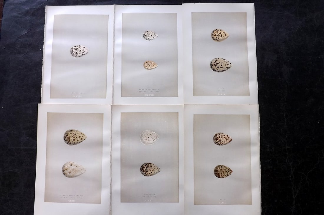 Morris, Francis 1892 Lot of 6 Antique Bird Egg Prints: Woodblocks Published 1892, London for "A Natural History of the Nests and Eggs of British Birds" By the Rev. Francis Orpen Morris, printed Benjamin Fawcett. Paper Size: 10 x 6.5 inch (25 x 17cm) Good 