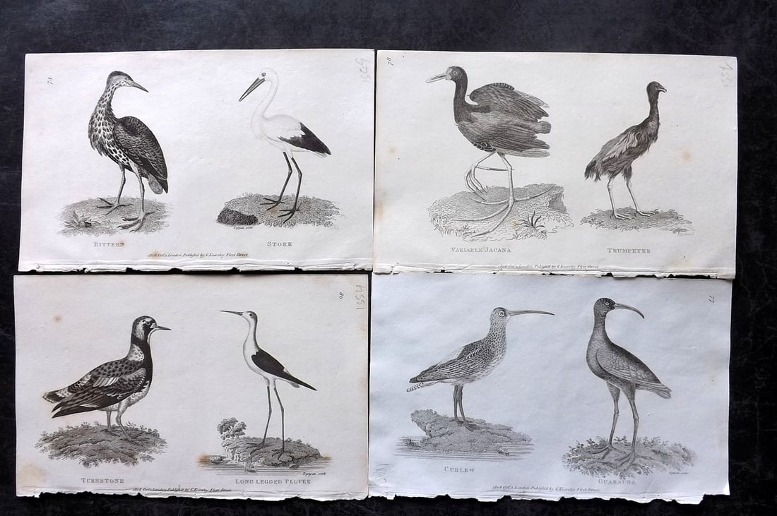 Shaw, George 1809 Lot of 4 Antique Bird Prints: Copper Plate Published 1809 by G.Kearsley, London for "Zoological Lectures..." by George Shaw. Paper Size: 8.5 x 5.5 inch (22 x 14cm) Good Condition