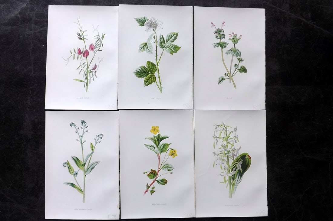 Hulme, Edward 1878 Lot of 6 Botanical Prints. 1st Ed. Wild Flowers: Chromolithographs Published 1878-84, London for "Familiar Wild Flowers" First Edition by F. Edward Hulme & Shirley Hibberd. Paper Size: 7.5 x 5 inch (19 x 13cm) Good Condition