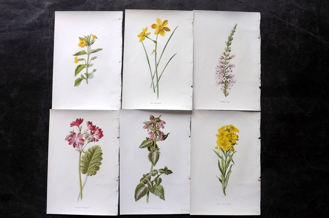 Hulme, Edward C1880 Lot of 6 Botanical Prints. 1st Ed. Garden Flowers: Chromolithographs Published C1880, London for "Familiar Garden Flowers" First Edition by F. Edward Hulme & Shirley Hibberd. Paper Size: 7.5 x 5 inch (19 x 13cm) Good Condition