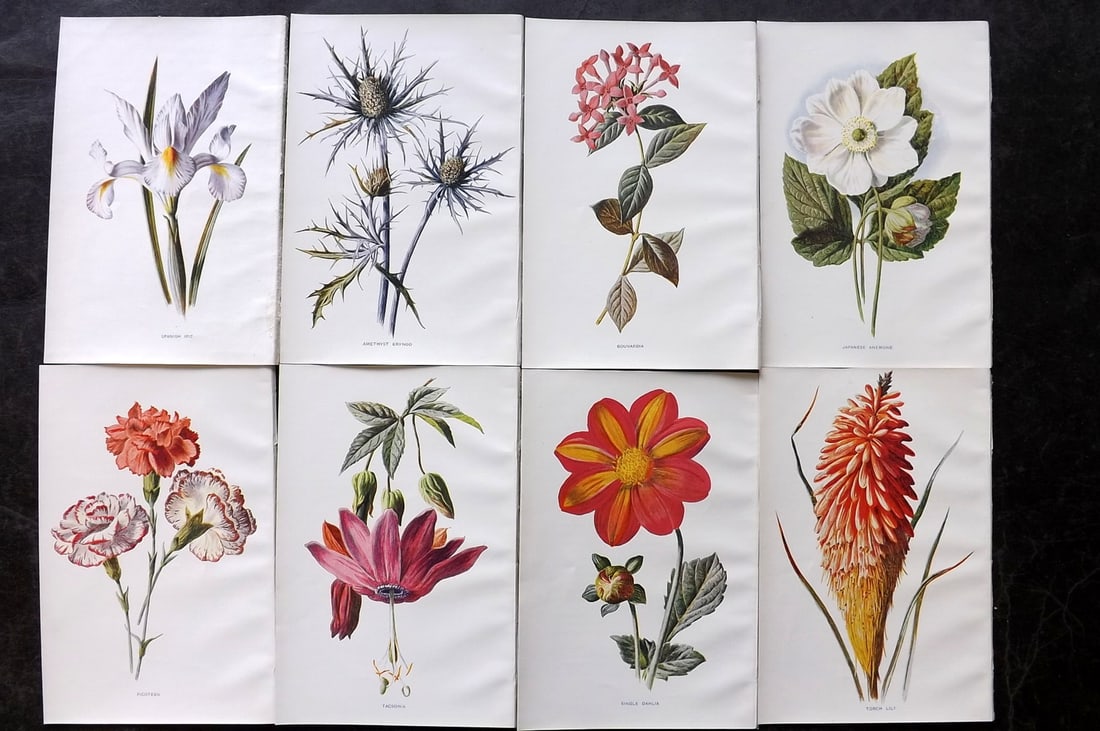 Hulme, Edward C1900 Lot of 8 Botanical Prints. Garden Flowers: Offset Lithographs Published C1900, London for "Familiar Garden Flowers" by F. Edward Hulme & Shirley Hibberd. Paper Size: 7.5 x 5 inch (19 x 13cm) Good Condition