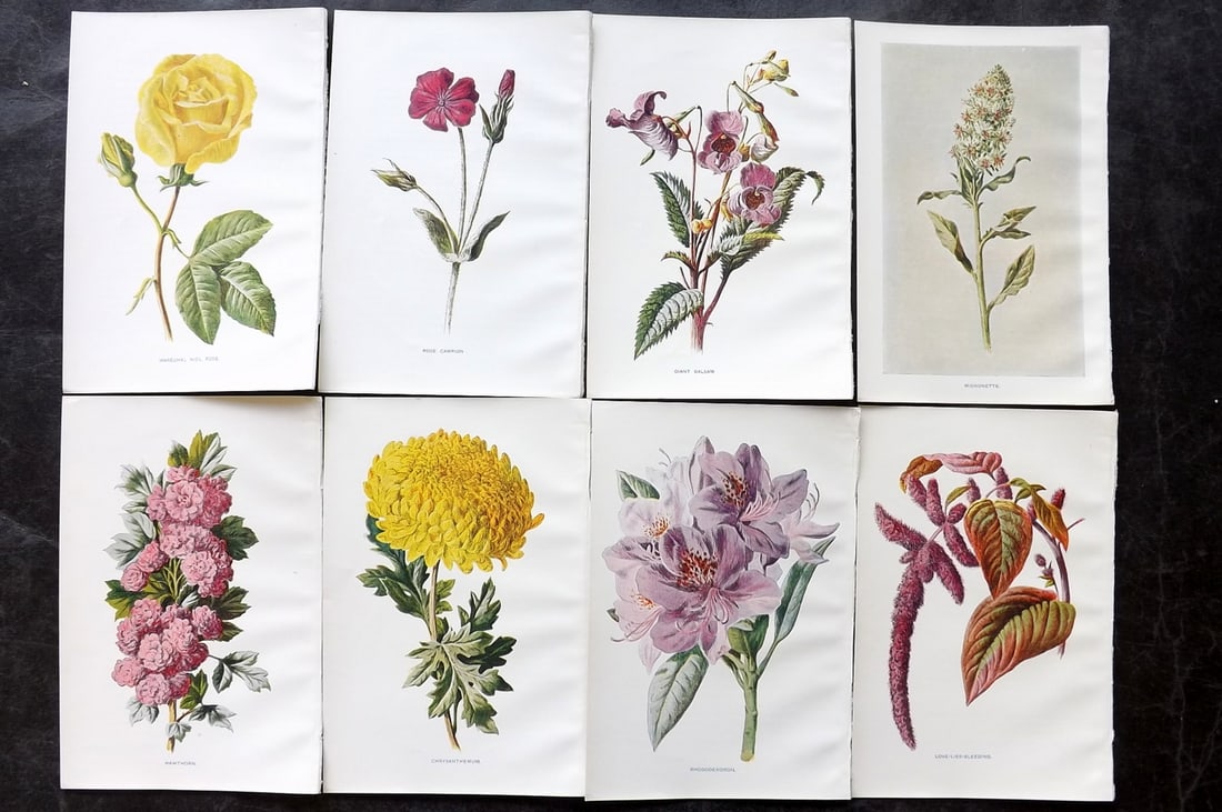 Hulme, Edward C1900 Lot of 8 Botanical Prints. Garden Flowers: Offset Lithographs Published C1900, London for "Familiar Garden Flowers" by F. Edward Hulme & Shirley Hibberd. Paper Size: 7.5 x 5 inch (19 x 13cm) Good Condition