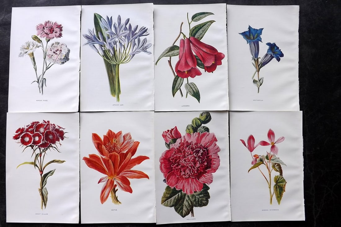 Hulme, Edward C1900 Lot of 8 Botanical Prints. Garden Flowers (1 of 2)