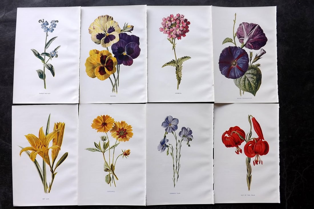 Hulme, Edward C1900 Lot of 8 Botanical Prints. Garden Flowers (1 of 2)