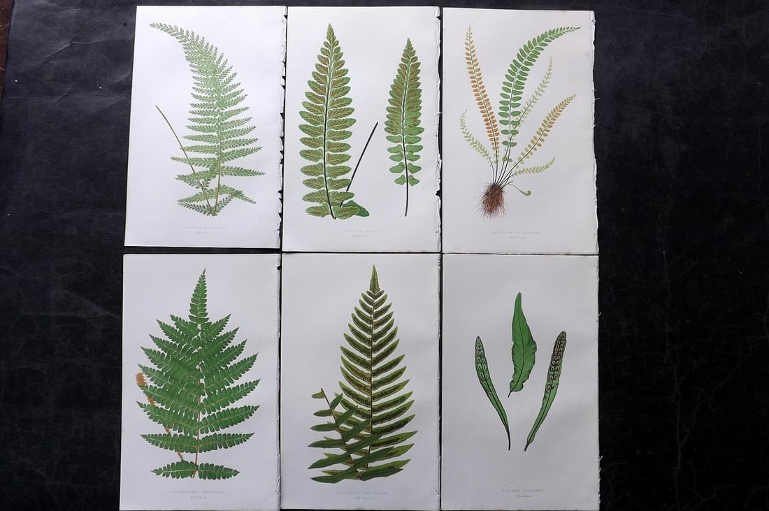 Lowe, Edward 1850's Lot of 6 Antique Fern Prints: Woodblocks Published 1856-60 by Groombridge and Sons, London for "Ferns: British and Exotic" by Edward Lowe. Illustrated by A.F. Lydon. Printed by Benjamin Fawcett. Paper Size: 10 x 6 inch (25 x 15cm)