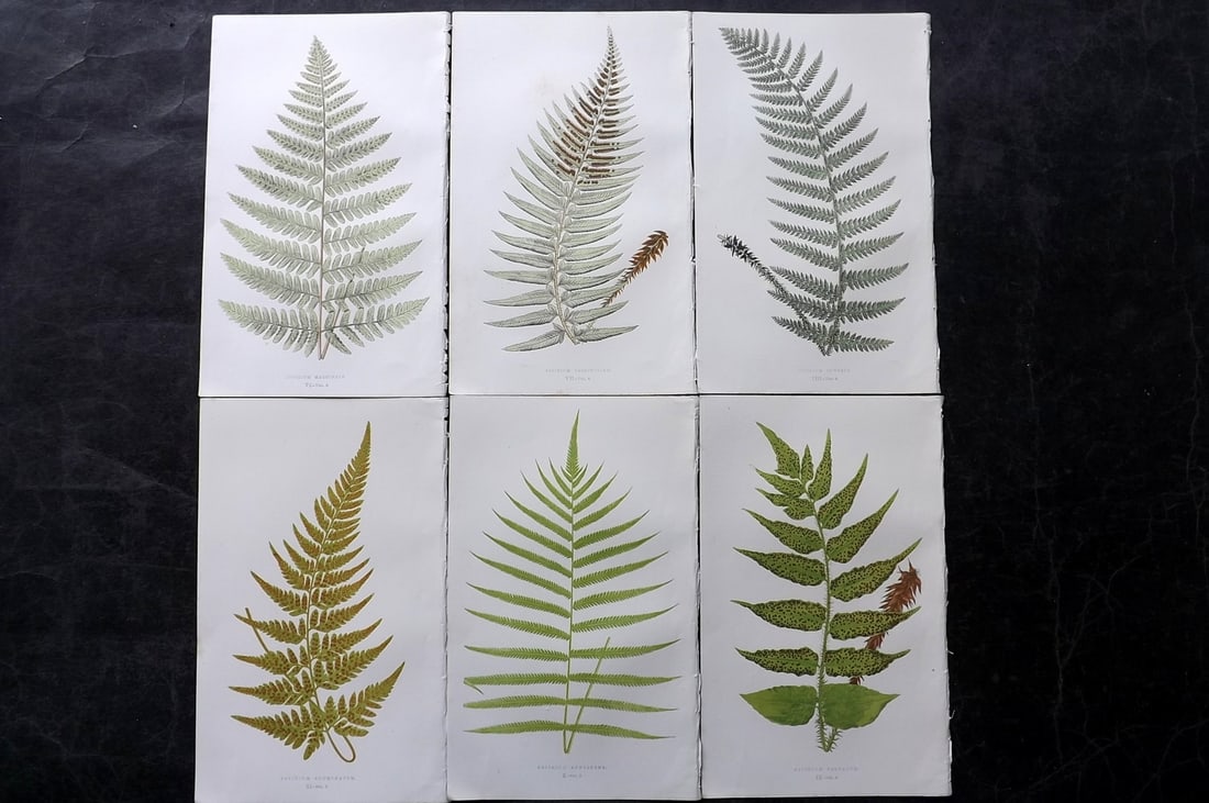 Lowe, Edward 1850's Lot of 6 Antique Fern Prints: Woodblocks Published 1856-60 by Groombridge and Sons, London for "Ferns: British and Exotic" by Edward Lowe. Illustrated by A.F. Lydon. Printed by Benjamin Fawcett. Paper Size: 10 x 6 inch (25 x 15cm)
