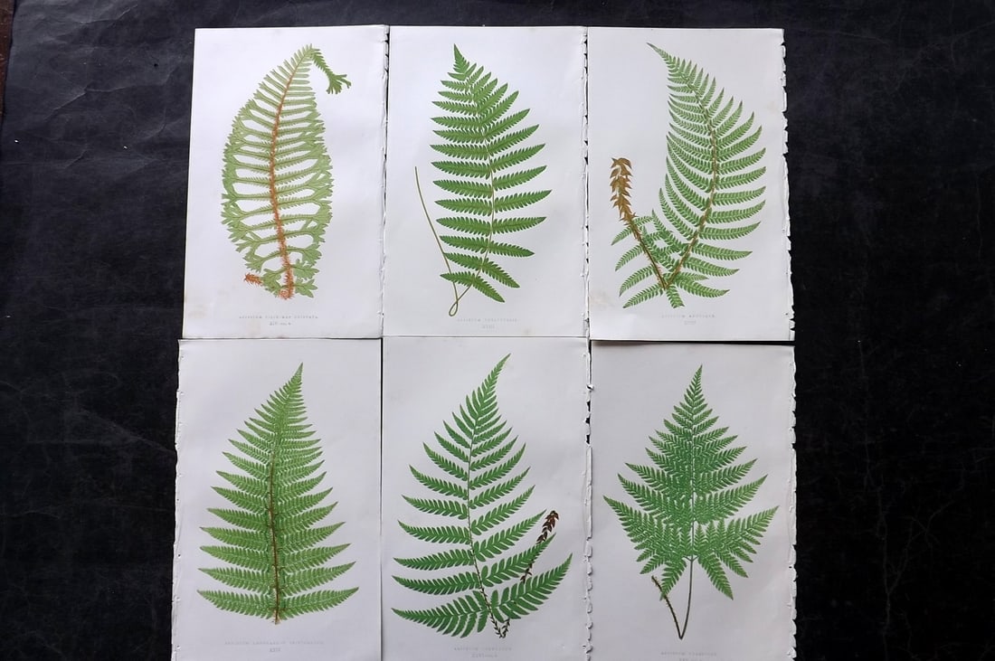 Lowe, Edward 1850's Lot of 6 Antique Fern Prints: Woodblocks Published 1856-60 by Groombridge and Sons, London for "Ferns: British and Exotic" by Edward Lowe. Illustrated by A.F. Lydon. Printed by Benjamin Fawcett. Paper Size: 10 x 6 inch (25 x 15cm)