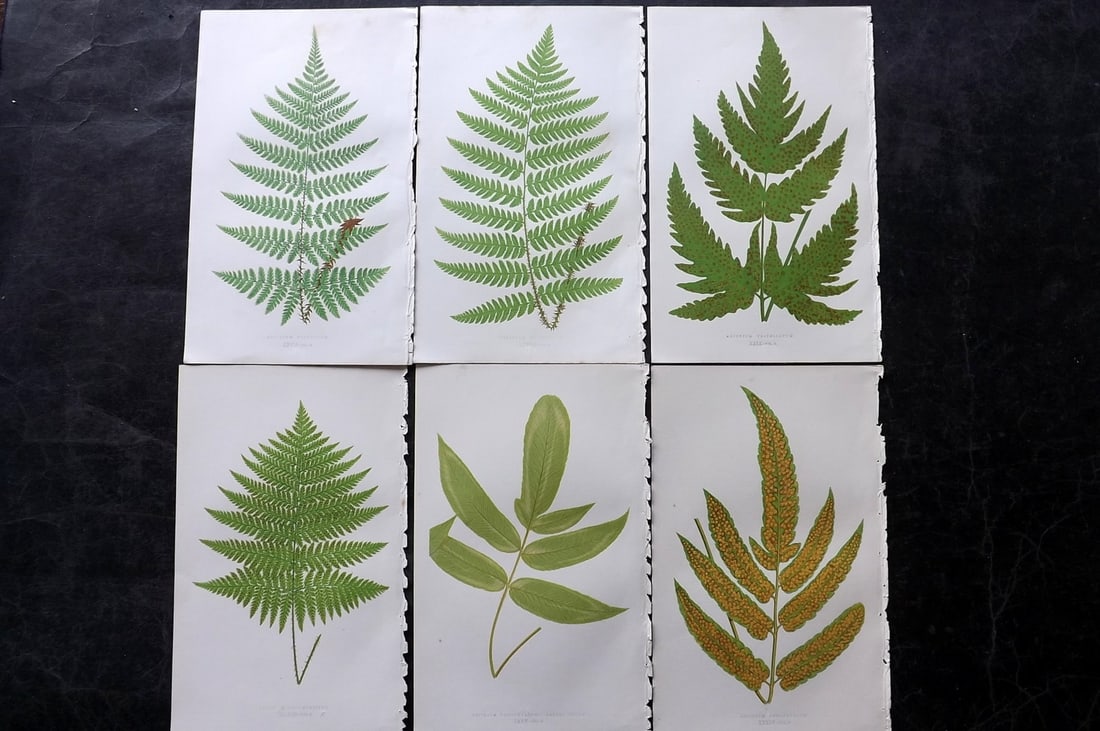 Lowe, Edward 1850's Lot of 6 Antique Fern Prints: Woodblocks Published 1856-60 by Groombridge and Sons, London for "Ferns: British and Exotic" by Edward Lowe. Illustrated by A.F. Lydon. Printed by Benjamin Fawcett. Paper Size: 10 x 6 inch (25 x 15cm)
