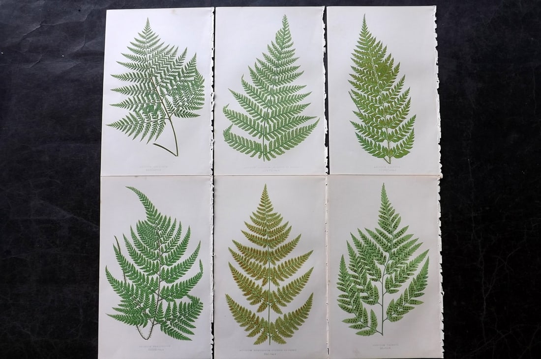 Lowe, Edward 1850's Lot of 6 Antique Fern Prints: Woodblocks Published 1856-60 by Groombridge and Sons, London for "Ferns: British and Exotic" by Edward Lowe. Illustrated by A.F. Lydon. Printed by Benjamin Fawcett. Paper Size: 10 x 6 inch (25 x 15cm)