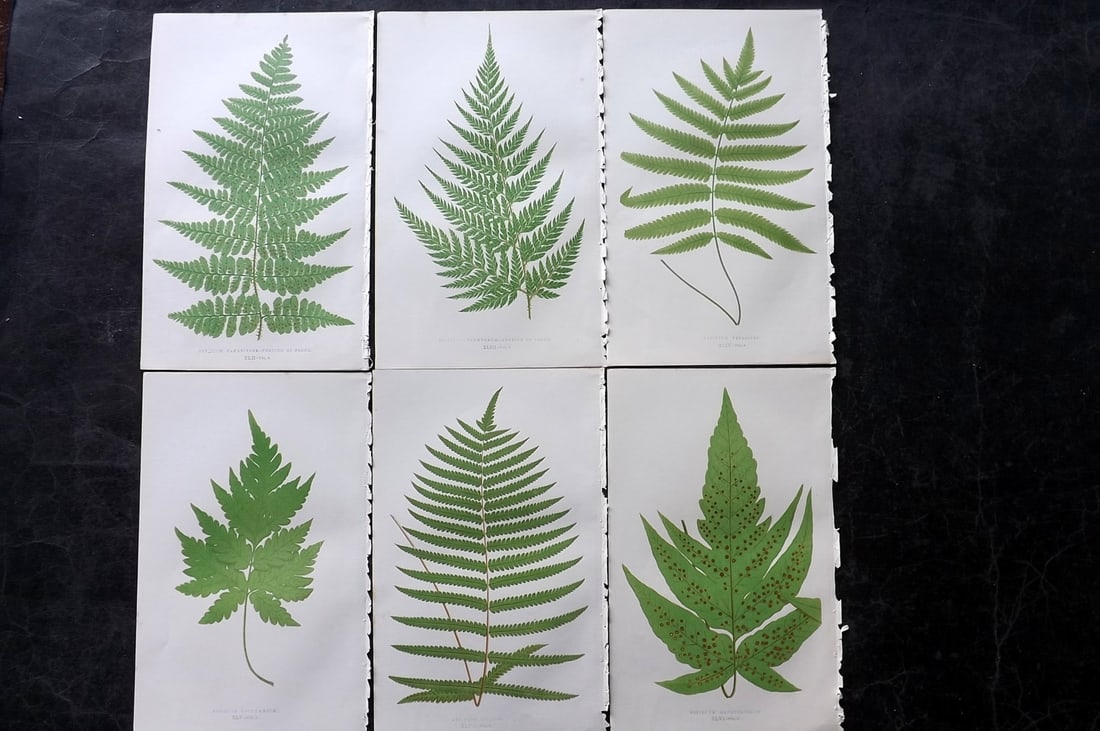 Lowe, Edward 1850's Lot of 6 Antique Fern Prints: Woodblocks Published 1856-60 by Groombridge and Sons, London for "Ferns: British and Exotic" by Edward Lowe. Illustrated by A.F. Lydon. Printed by Benjamin Fawcett. Paper Size: 10 x 6 inch (25 x 15cm)