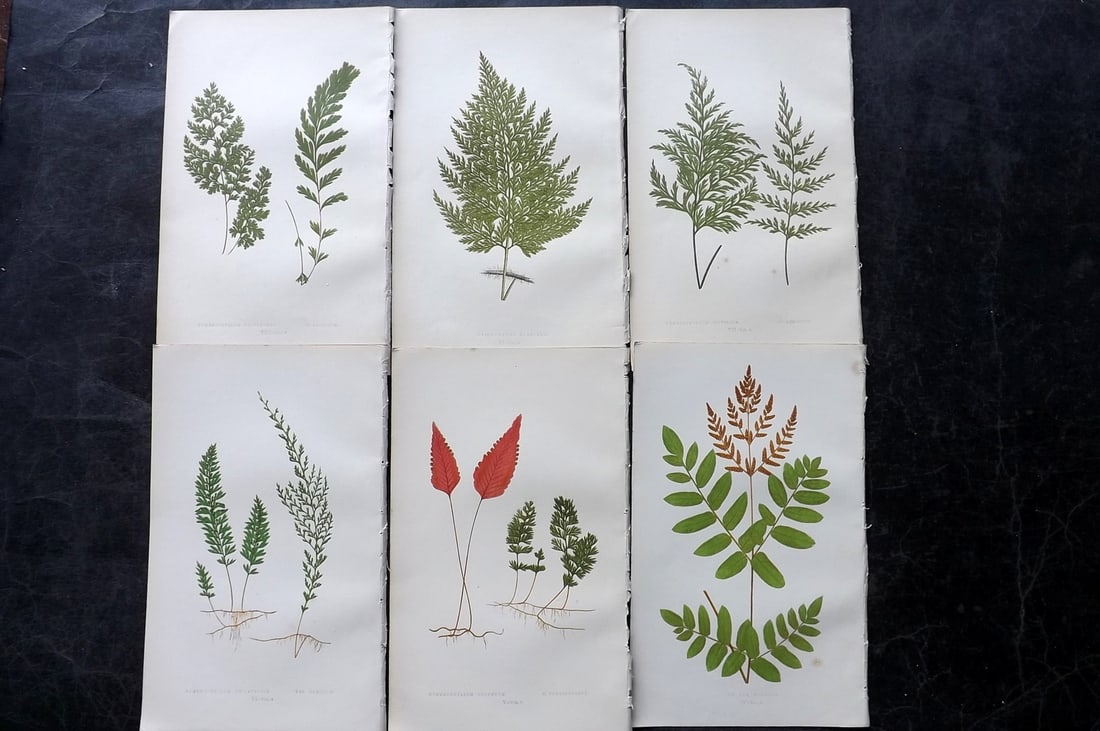 Lowe, Edward 1850's Lot of 6 Antique Fern Prints: Woodblocks Published 1856-60 by Groombridge and Sons, London for "Ferns: British and Exotic" by Edward Lowe. Illustrated by A.F. Lydon. Printed by Benjamin Fawcett. Paper Size: 10 x 6 inch (25 x 15cm)