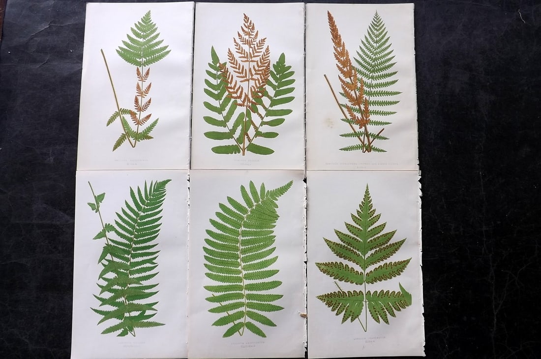 Lowe, Edward 1850's Lot of 6 Antique Fern Prints: Woodblocks Published 1856-60 by Groombridge and Sons, London for "Ferns: British and Exotic" by Edward Lowe. Illustrated by A.F. Lydon. Printed by Benjamin Fawcett. Paper Size: 10 x 6 inch (25 x 15cm)