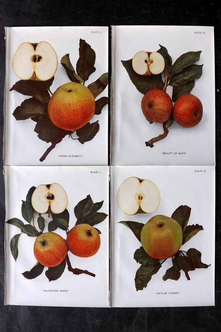 Taylor, H. V. 1947 Lot of 4 Vintage Fruit Prints. Apples (1 of 2)