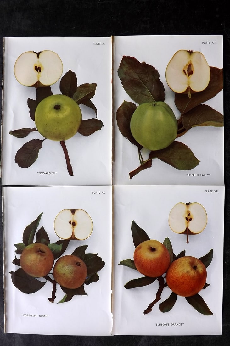 Taylor, H. V. 1947 Lot of 4 Vintage Fruit Prints. Apples (1 of 2)